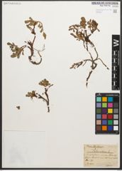 Foto von Salix retusa L.